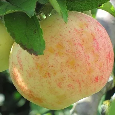 Яблоня ЛЕТНЕЕ СЛАДКОЕ  Яблоня ЛЕТНЕЕ СЛАДКОЕ в Нижнем Новгороде