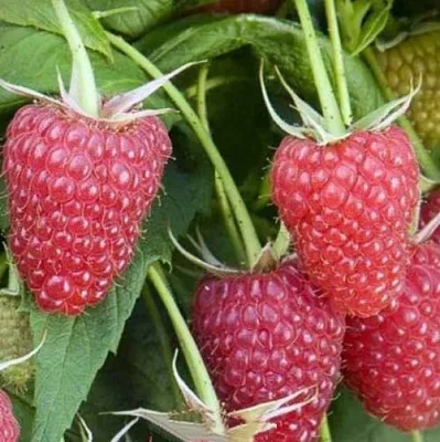 Малина ЕВРАЗИЯ в Нижнем Новгороде