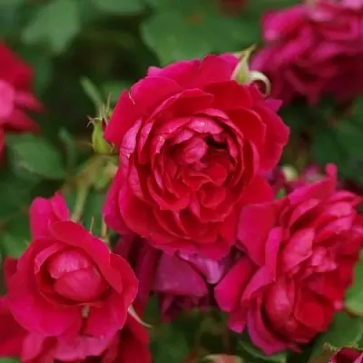 Саженцы роз КВАДРА плетистая  Саженцы роз КВАДРА плетистая в Нижнем Новгороде