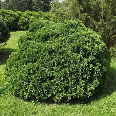 Туя УМБРАКУЛИФЕРА западная  Туя УМБРАКУЛИФЕРА западная в Нижнем Новгороде