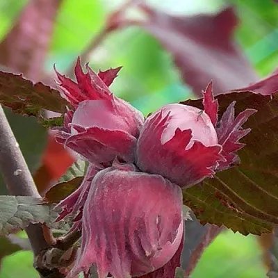 Фундук КАРДИНАЛ  Фундук КАРДИНАЛ в Нижнем Новгороде