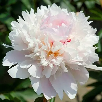 Пион АЛЕРТИ травянистый  Пион АЛЕРТИ травянистый в Нижнем Новгороде