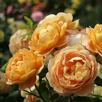 Саженцы роз ГОЛДЕН СЕЛЕБРЕЙШЕН английская  Саженцы роз ГОЛДЕН СЕЛЕБРЕЙШЕН английская в Нижнем Новгороде