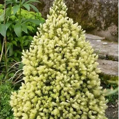 Ель МАЙГОЛД колючая  Ель МАЙГОЛД колючая в Нижнем Новгороде