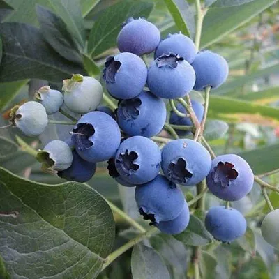 Голубика ЛЕГАЦИЯ  Голубика ЛЕГАЦИЯ в Нижнем Новгороде