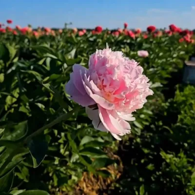 Пион ИМПЕРАТОРСКАЯ НАЛОЖНИЦА древовидный в Нижнем Новгороде