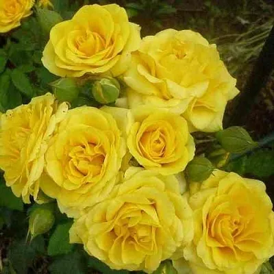 Саженцы роз ЕЛЛОУ БЭЙБИ спрей  Саженцы роз ЕЛЛОУ БЭЙБИ спрей в Нижнем Новгороде