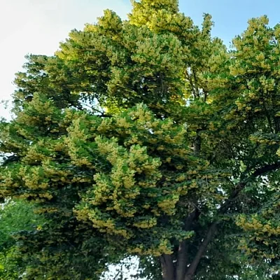 Липа  Липа в Нижнем Новгороде