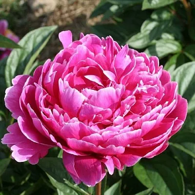 Пион СЕБАСТЬЯН МААС травянистый  Пион СЕБАСТЬЯН МААС травянистый в Нижнем Новгороде