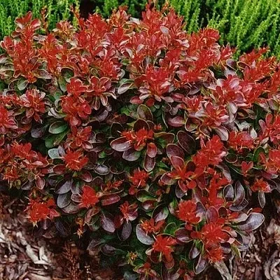 Барбарис КАРМЕН тунберга  Барбарис КАРМЕН тунберга в Нижнем Новгороде