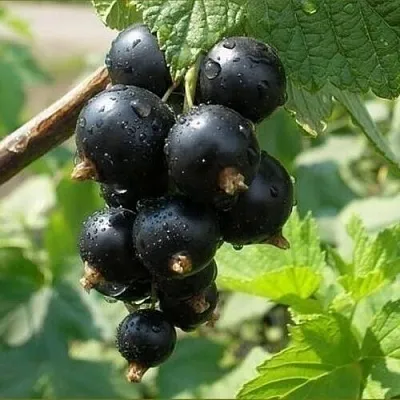 Смородина черная ПИГМЕЙ  Смородина черная ПИГМЕЙ в Нижнем Новгороде