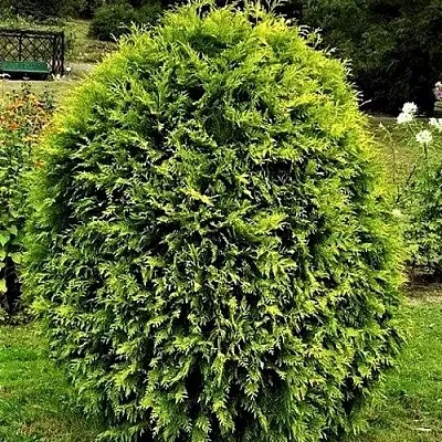 Туя ТИП ТОП западная  Туя ТИП ТОП западная в Нижнем Новгороде