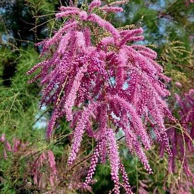 Тамарикс ПИНК КАСКАД  Тамарикс ПИНК КАСКАД в Нижнем Новгороде