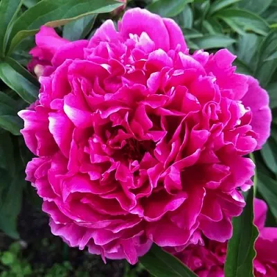 Пион КАРЛ РОЗЕНФЕЛЬД травянистый  Пион КАРЛ РОЗЕНФЕЛЬД травянистый в Нижнем Новгороде