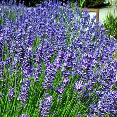 Лаванда ФЕНОМЕНАЛ узколистная  Лаванда ФЕНОМЕНАЛ узколистная в Нижнем Новгороде