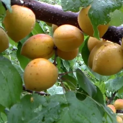 Абрикос МАНИТОБА — описание сорта Абрикос МАНИТОБА в Нижнем Новгороде