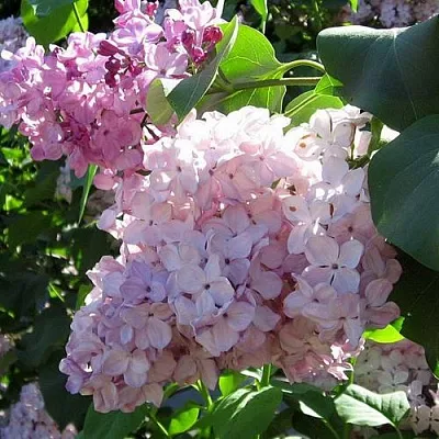 Сирень ГОРТЕНЗИЯ  Сирень ГОРТЕНЗИЯ в Нижнем Новгороде