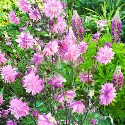 Аквилегия БАРЛОУ ПИНК гибрид МакКаны в Нижнем Новгороде