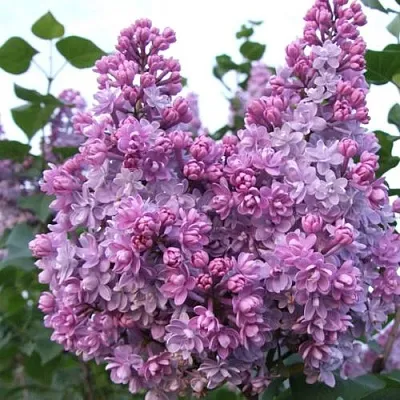 Сирень КОЛХОЗНИЦА  Сирень КОЛХОЗНИЦА в Нижнем Новгороде