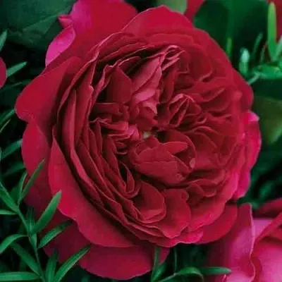 Саженцы роз КЕЙТ английская в Нижнем Новгороде