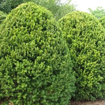 Тис  Тис в Нижнем Новгороде