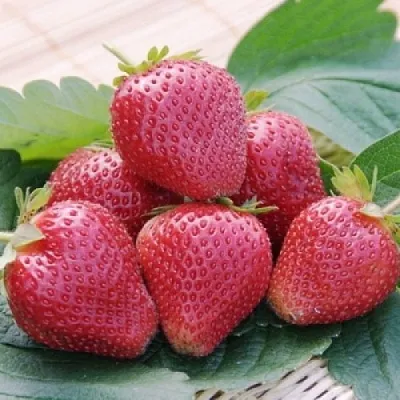 Клубника ВИМА КСИМА  Клубника ВИМА КСИМА в Нижнем Новгороде