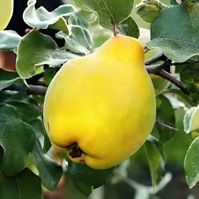 Айва МИР  Айва МИР в Нижнем Новгороде