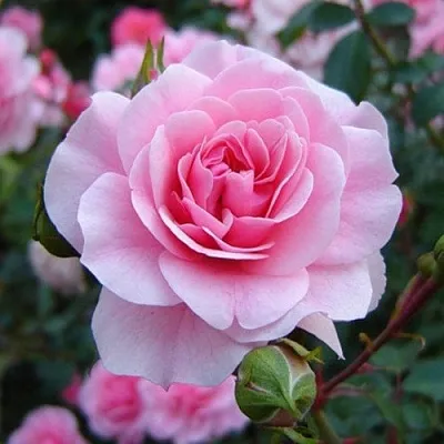 Саженцы роз БОНИКА флорибунда  Саженцы роз БОНИКА флорибунда в Нижнем Новгороде