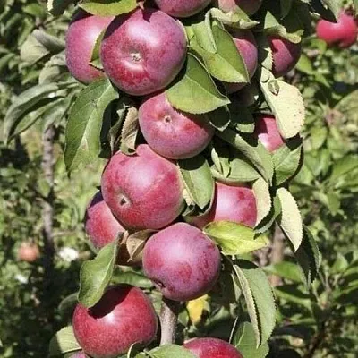 Яблоня ЕСЕНИЯ колонновидная  Яблоня ЕСЕНИЯ колонновидная в Нижнем Новгороде