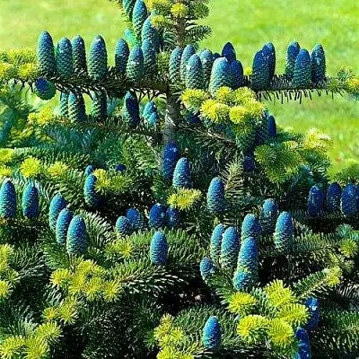 Пихта корейская   Пихта корейская  в Нижнем Новгороде