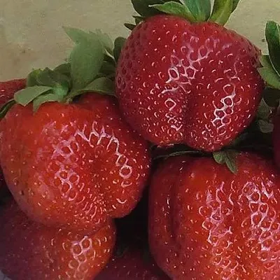 Клубника ДЕСТЕНИ  Клубника ДЕСТЕНИ в Нижнем Новгороде