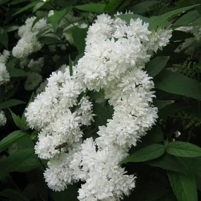 Дейция КАНДИДИССИМА шершавая  Дейция КАНДИДИССИМА шершавая в Нижнем Новгороде