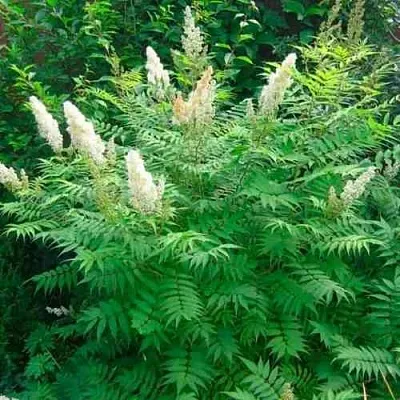 Рябинник рябинолистный СЭМ  Рябинник рябинолистный СЭМ в Нижнем Новгороде