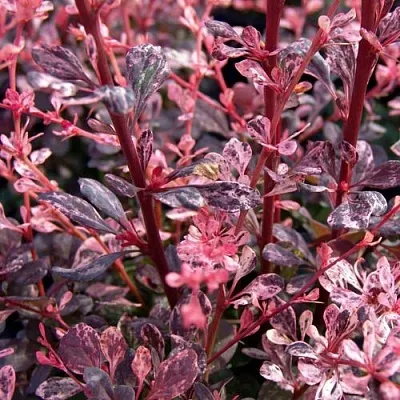 Барбарис АРЛЕКИН тунберга  Барбарис АРЛЕКИН тунберга в Нижнем Новгороде