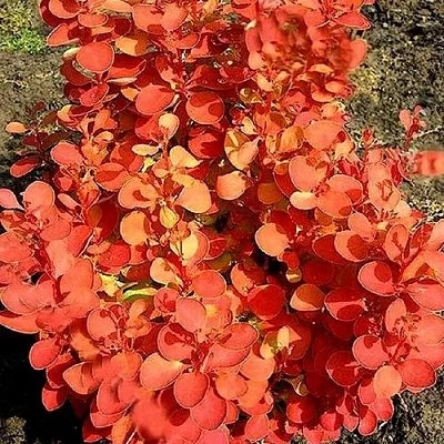 Барбарис ОРАНЖ ФАЙЕР тунберга  Барбарис ОРАНЖ ФАЙЕР тунберга в Нижнем Новгороде