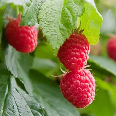 Малина МАРАВИЛЛА  Малина МАРАВИЛЛА в Нижнем Новгороде