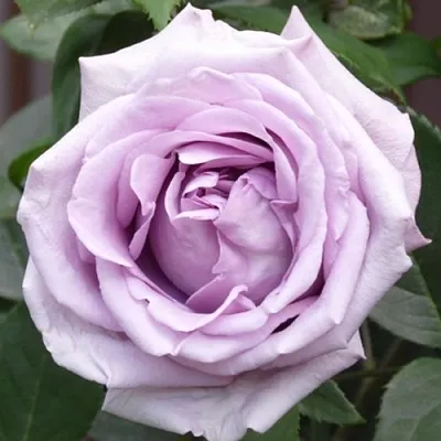 Саженцы роз ИНДИГОЛЕТТА плетистая  Саженцы роз ИНДИГОЛЕТТА плетистая в Нижнем Новгороде