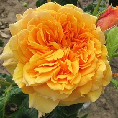 Саженцы роз ЛЕА ТУТУ шраб  Саженцы роз ЛЕА ТУТУ шраб в Нижнем Новгороде