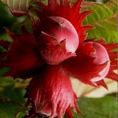 Фундук БАГРЯНЕЦ  Фундук БАГРЯНЕЦ в Нижнем Новгороде