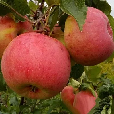 Яблоня БОЛОТОВСКОЕ  Яблоня БОЛОТОВСКОЕ в Нижнем Новгороде