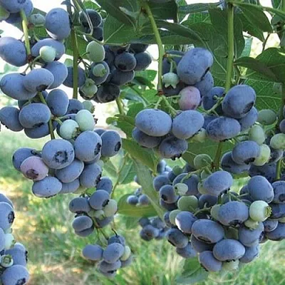 Голубика ЛИБЕРТИ  Голубика ЛИБЕРТИ в Нижнем Новгороде