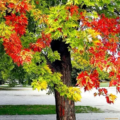 Клен  Клен в Нижнем Новгороде