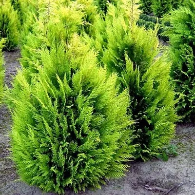 Кипарисовик ИВОНЕ лавсана  Кипарисовик ИВОНЕ лавсана в Нижнем Новгороде