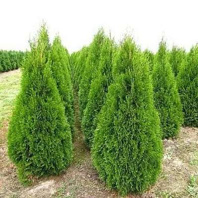 Туя СМАРАГД западная  Туя СМАРАГД западная в Нижнем Новгороде
