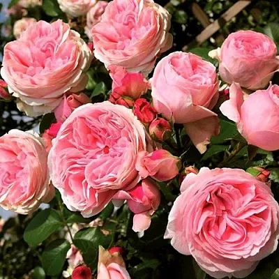 Саженцы роз ДЖАРДИНА плетистая  Саженцы роз ДЖАРДИНА плетистая в Нижнем Новгороде
