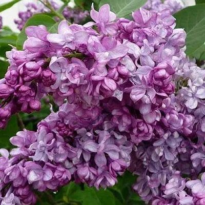 Сирень ГЕНЕРАЛ ПЕРШИНГ  Сирень ГЕНЕРАЛ ПЕРШИНГ в Нижнем Новгороде