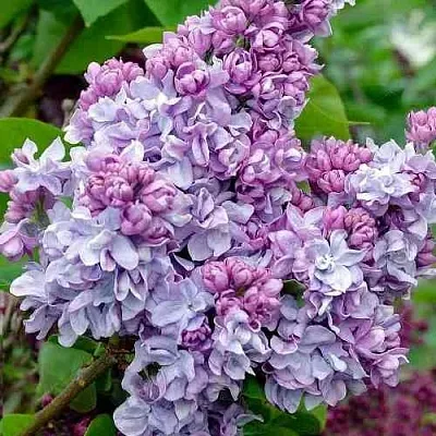 Сирень КАТЕРИНА ХАВЕМЕЙЕР  Сирень КАТЕРИНА ХАВЕМЕЙЕР в Нижнем Новгороде