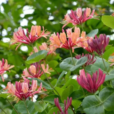 Жимолость ГЕКРОТА в Нижнем Новгороде