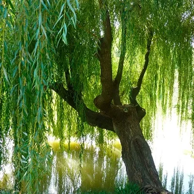 Ива  Ива в Нижнем Новгороде