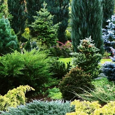 Хвойные растения в Нижнем Новгороде